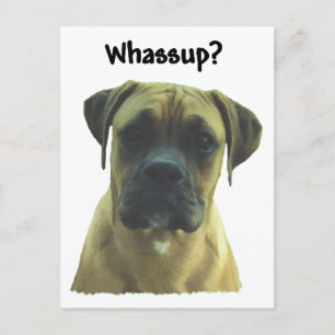 Boxer:  Whassup? Postcard