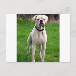 Boxer white full postcard