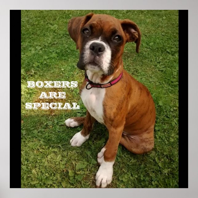 BOXERS ARE SPECIAL poster (Front)
