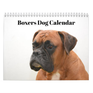 Boxers Dogs 2024 Calendar