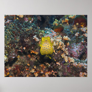 Boxfish Belly Poster
