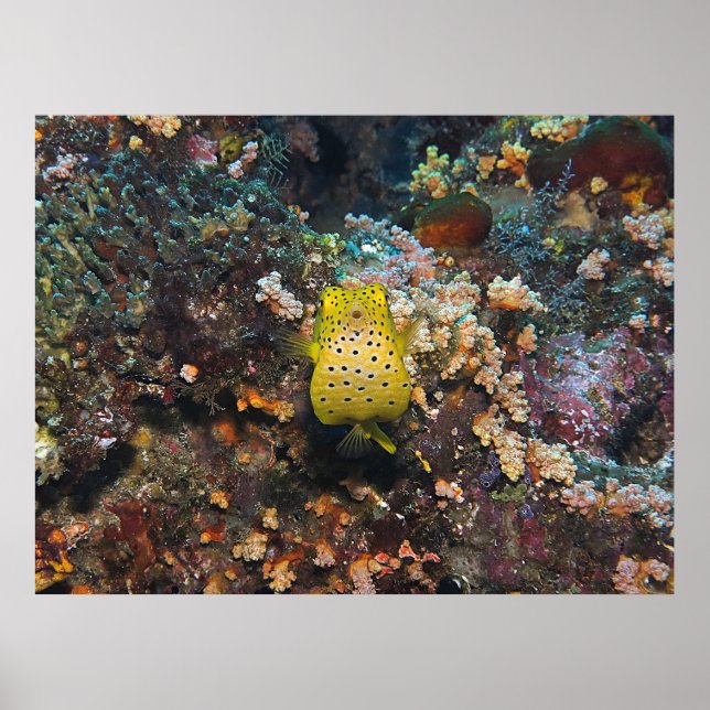 Boxfish Belly Poster (Front)