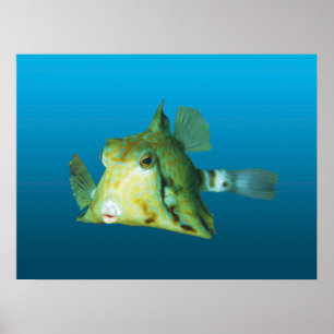 Boxfish Close-up! Gradient blue background    Poster