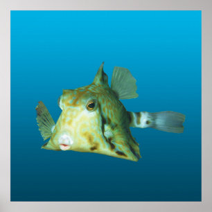 Boxfish Close-up! Gradient blue background Poster