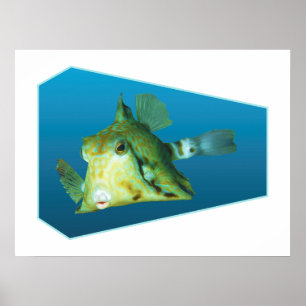 Boxfish - Design gradient blue background    Poster