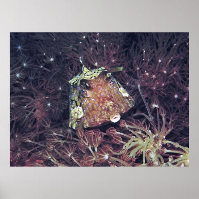 Boxfish in the Coral Poster (Front)