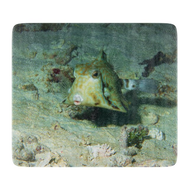 Boxfish - so Cute! Over Sandy Area at Coral Reef | Cutting Board (Front)