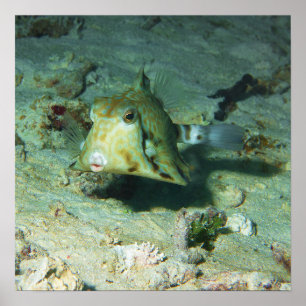 Boxfish - so Cute! Over Sandy Area at Coral Reef Poster