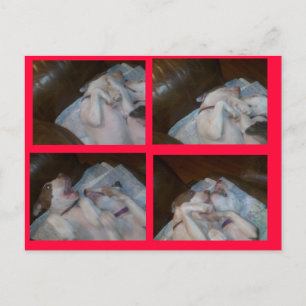 BOXING MATILDAS WAITIN ON SANTA HOLIDAY POSTCARD