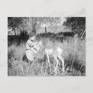 Boy feeding antelope postcard