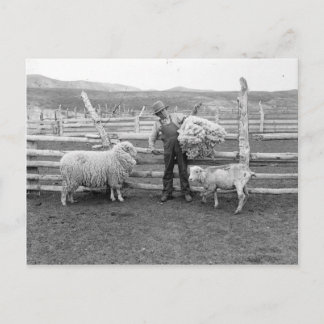 Boy holding up a bundle of wool postcard