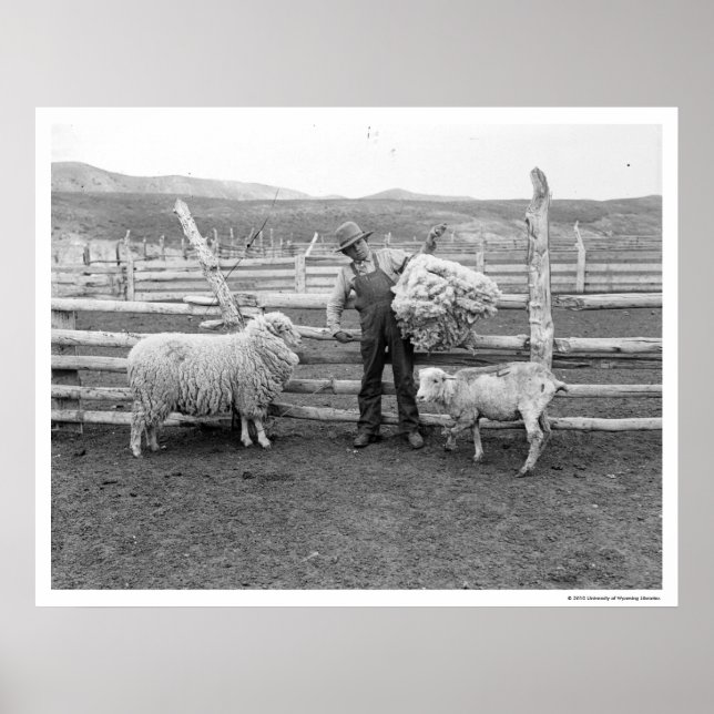 Boy holding up a bundle of wool poster (Front)