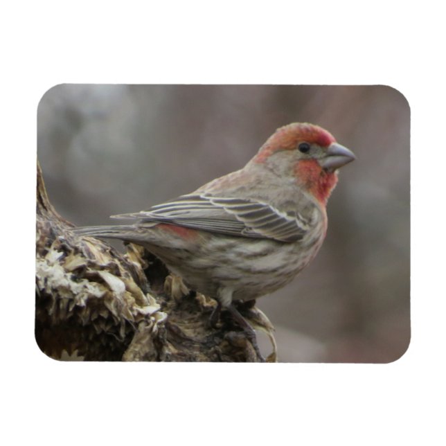 Boy House Finch Magnet (Horizontal)