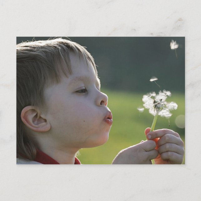 Boy in dandelion meadow. postcard (Front)