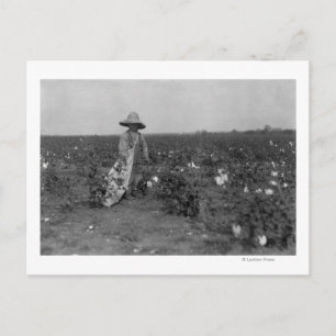 Boy Picking Cotton Photograph West, Texas Postcard