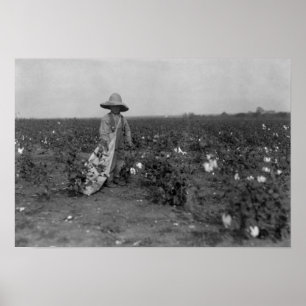 Boy Picking Cotton Photograph West, Texas Poster