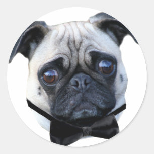 Boy Pug stickers