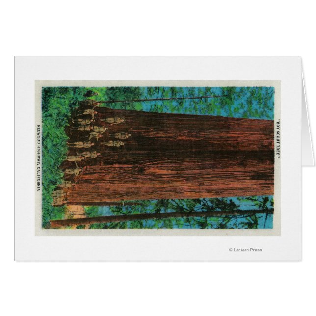 Boy Scout Tree on Redwood HighwayRedwoods, CA (Front Horizontal)