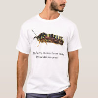 BOYB Raspberry Crown Borer