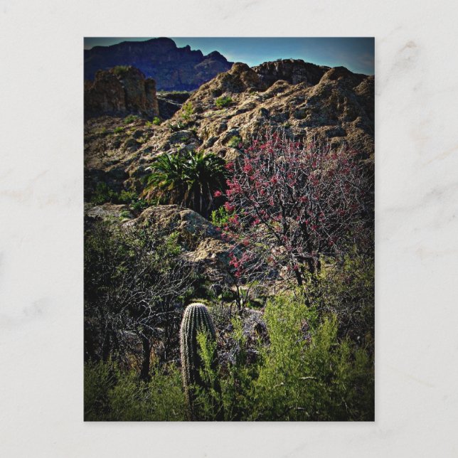 Boyce Thompson Arboretum Postcard (Front)