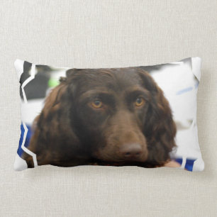 boykin-spaniel-2.jpg lumbar cushion
