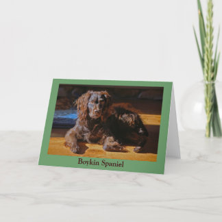 Boykin Spaniel Greeting Card