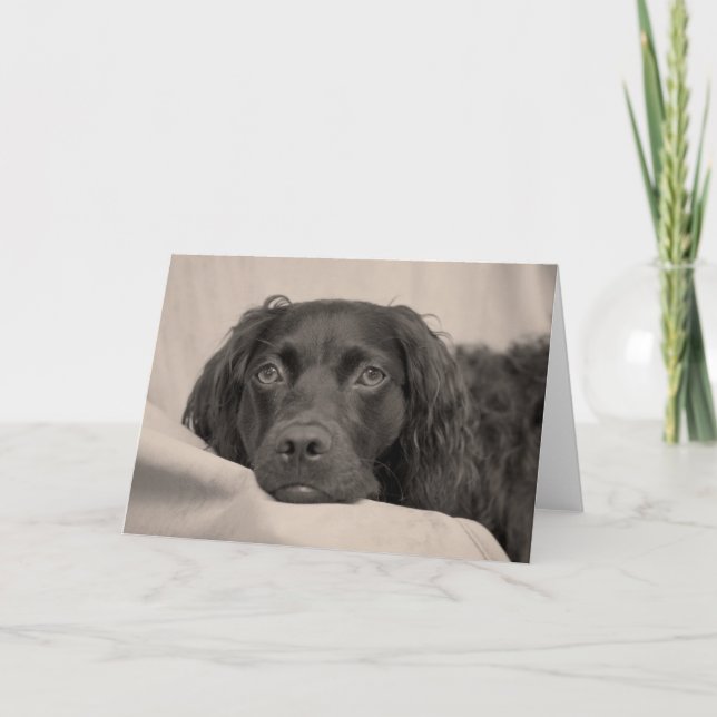 Boykin Spaniel Greeting Card (Front)