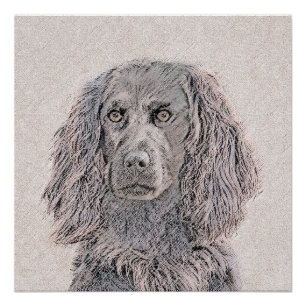 Boykin Spaniel Painting - Cute Original Dog Art Poster