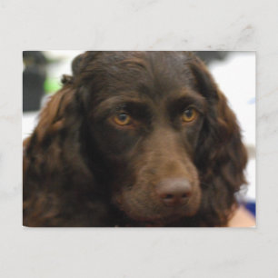 Boykin Spaniel  Postcard