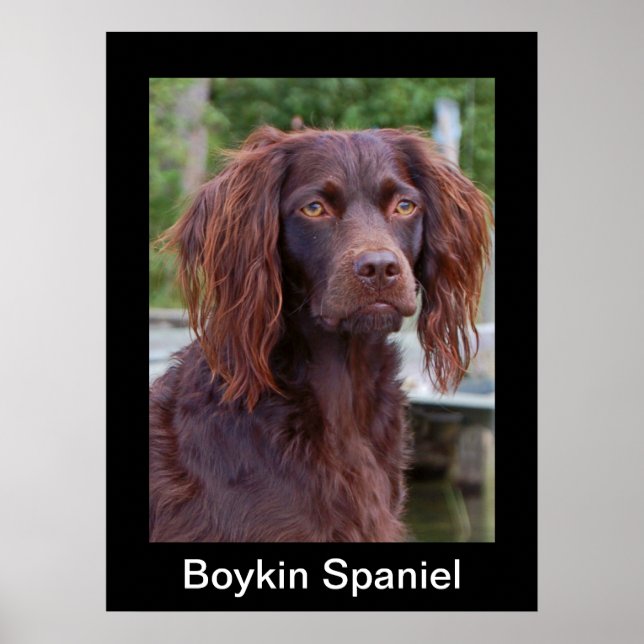 Boykin Spaniel Poster (Front)