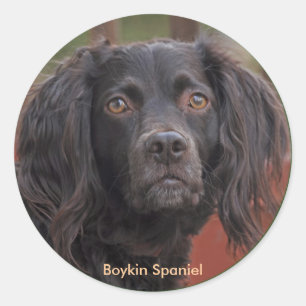 Boykin Spaniel Stickers