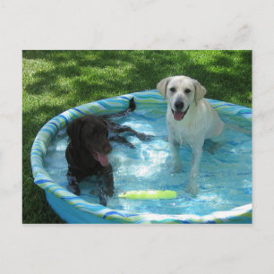 Boys of Summer postcard