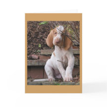 Bracco Italiano Greeting Card