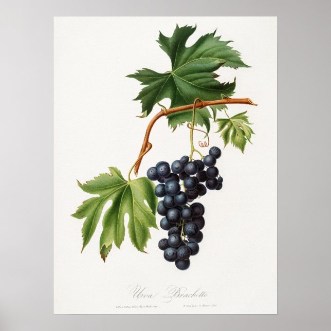 Brachetto grape by Giorgio Gallesio Poster (Front)