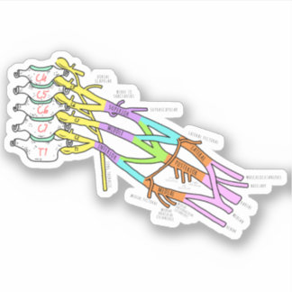 Brachial Plexus