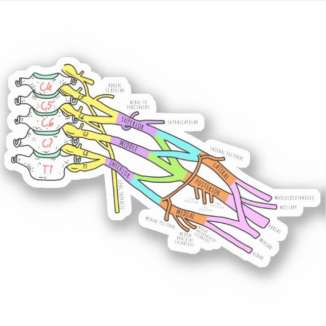 Brachial Plexus (Front)