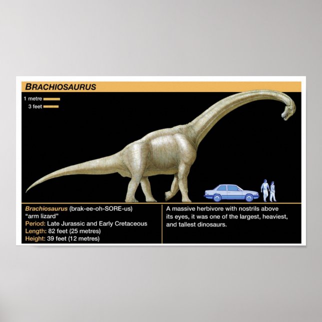 Brachiosaurus - Biology Jurassic Poster (Front)