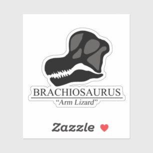 Brachiosaurus Skull