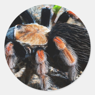 Brachypelma boehmei classic round sticker