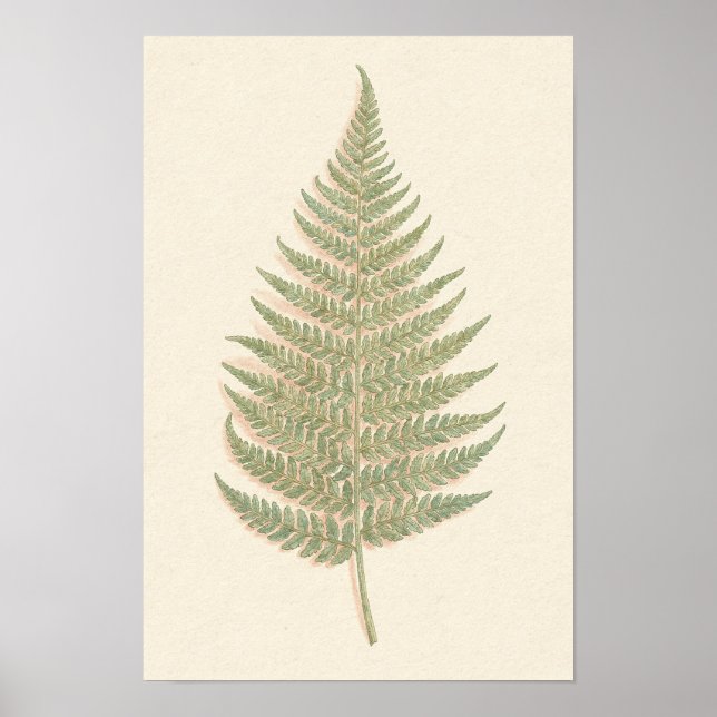 Bracken Fern Botanical Study Poster (Front)