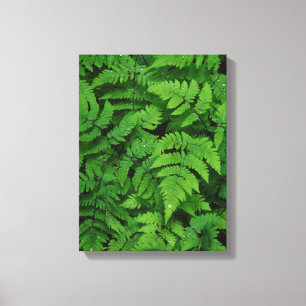 Bracken fern with rain drops, Washington State Canvas Print