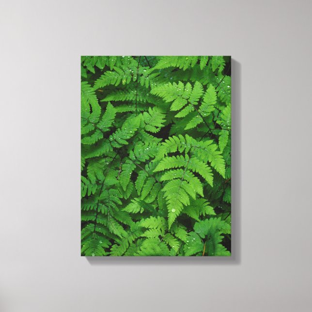 Bracken fern with rain drops, Washington State Canvas Print (Front)