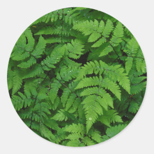 Bracken fern with rain drops, Washington State Classic Round Sticker