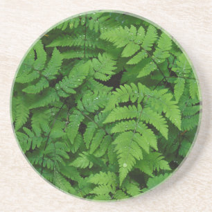Bracken fern with rain drops, Washington State Coaster