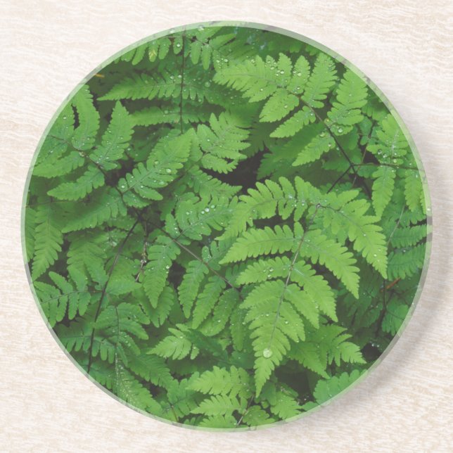Bracken fern with rain drops, Washington State Coaster (Front)