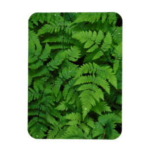Bracken fern with rain drops, Washington State Magnet