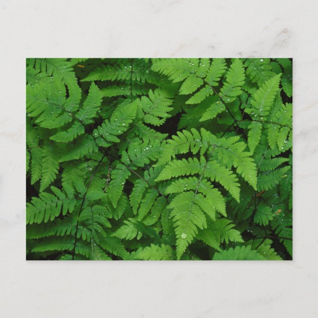 Bracken fern with rain drops, Washington State Postcard (Front)