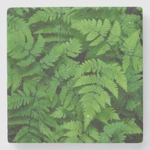 Bracken fern with rain drops, Washington State Stone Coaster