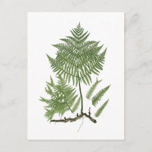 Bracken Postcard