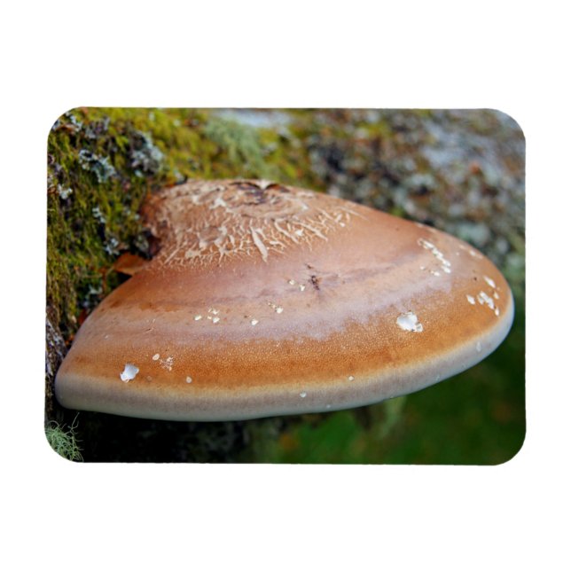 Bracket fungus magnet (Horizontal)
